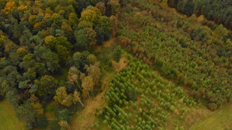 Aerial:-Autumn-in-a-woodland-forest-in-Thetford,-England---tilt-up-landscape-drone-shot