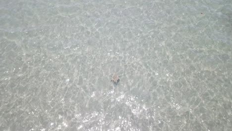 Drone-aerial-high-with-tropical-clear-water-over-sea-turtle-swimming