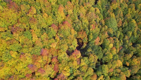 Waldstruktur-Mit-Bunten-Bäumen,-Schönes-Laub-An-Einem-Berghang-Im-Herbst