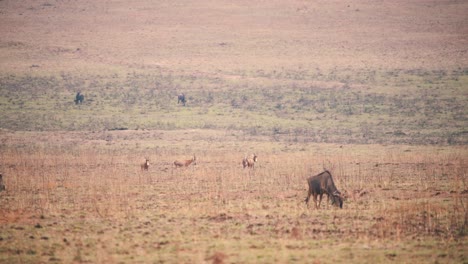 Blesbuck-antelopes-hopping-around-grazing-wildebeest,-african-savannah