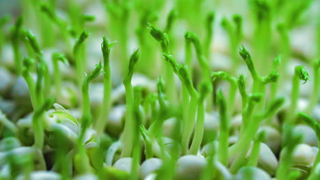 Brotes-De-Plantas-De-Guisantes-Micro-Greens-Creciente-Lapso-De-Tiempo