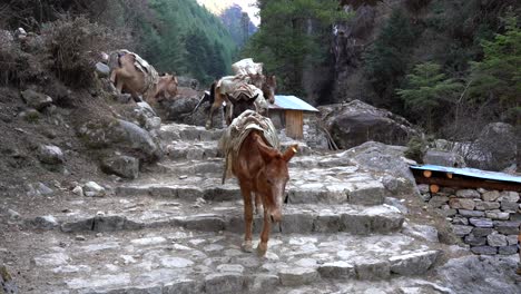 Una-Cadena-De-Caballos-De-Carga-En-El-Camino-Hacia-El-Campamento-Base-Del-Everest-En-Nepal