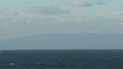Große-Möwenkolonie,-Die-über-Die-Bucht-Von-Monterey-Fliegt