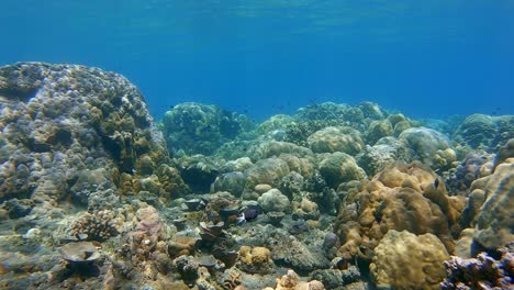 Hartkorallenriff-Szene-Im-Seichten-Wasser-Mit-Licht-Und-Schatten,-Die-In-Den-Bunten-Korallen-Tanzen