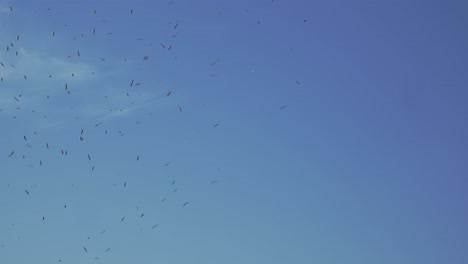 Seagulls-flying-in-the-sky-4k-50fps