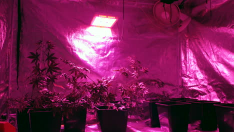 Plantas-De-Cannabis-Que-Crecen-En-Una-Tienda-De-Cultivo-Bajo-Una-Lámpara-Con-Ventilador