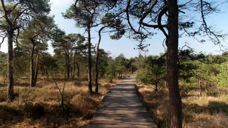 Decking-Pathway-Amidst-The-Wilderness-Of-Twickel-Estate-In-Eastern-Netherlands