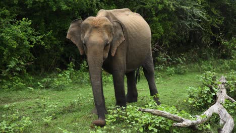 Statische-Aufnahme-Eines-Großen-Elefanten,-Der-Mit-Seinem-Rüssel-Kräuter-Aus-Grünem-Land-Im-Dschungel,-Sri-Lanka,-Packt