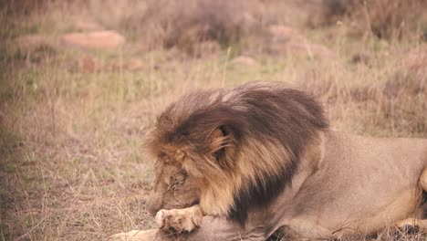 Lion-lying-in-african-savannah-grass,-licking-his-paws-to-clean-them