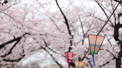 Vertical-tilt-video-of-colourful-lanterns-underneath-osaka-castle-with-pink-full-bloom-cherry-blossom-trees