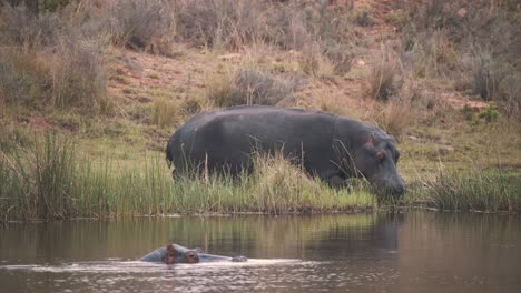 Hippopotamus-grazing-in-river-reeds,-other-hippo-submerged-in-water