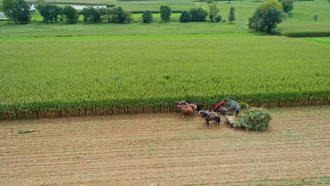 An-Aerial-Side-View-of-Amish-Harvesting-There-Corn-Using-Six-Horses-and-Three-Men-as-Done-Years-Ago-as-Equipment-Rammed-on-a-Sunny-Fall-Day