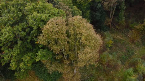 Fly-away-from-tree-in-the-forest-at-Thetford---aerial-drone-top-down-establishing-shot