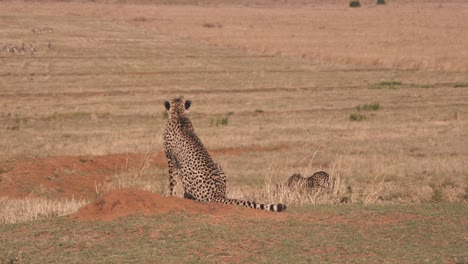 Cheetahs-in-savannah-preparing-to-hunt-zebras-grazing-in-distance