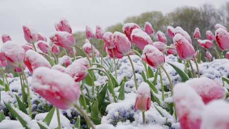 Ein-Leichter-Staub-Aus-Schnee,-Reif-Und-Eis-Bedeckt-Ein-Feld-Aus-Weißen-Und-Rosafarbenen-Tulpenknospen