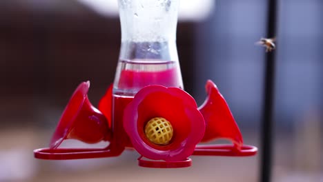 Bee-drinking-from-a-sugar-water-hummingbird-feeder---slow-motion