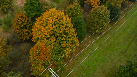 Aerial-view-of-electricity-lines-with-floral-tree-forest---top-down-drone-shot