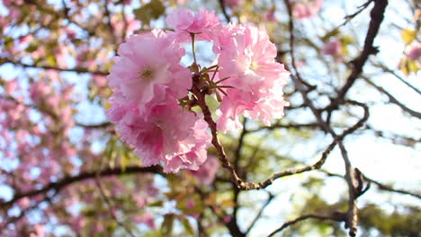 Close-up-of-Kikuzakura-Sakura-flower-in-the-wind-in-Tokyo,-Japan