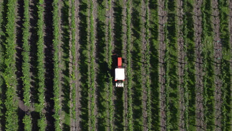Looking-down-on-a-small-farming-tractor-spaying-rows-of-grapevines-for-wine-production,-aerial