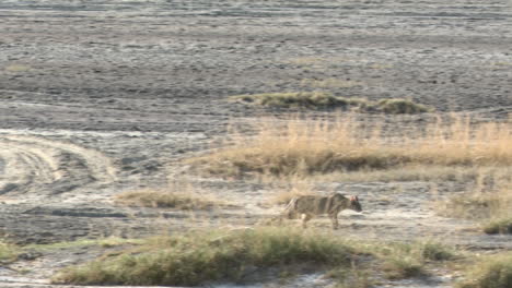African-wildcat--walking-away-through-the-grasses