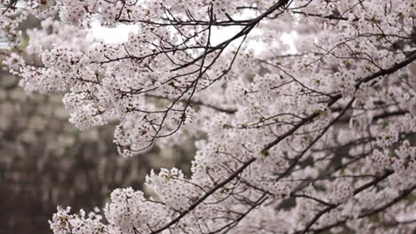 Vertical-tilt-video-of-fluffy-full-bloom-sakura-with-osaka-castle-stones-in-background
