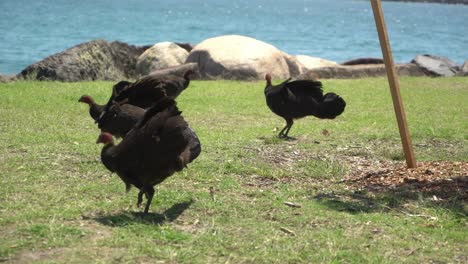 Wild-turkey-pecking-at-the-ground-in-nature-by-the-ocean