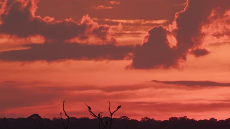 Vultures-can-be-seen-sitting-atop-of-tree-branches-in-the-distance-during-a-stunning-sunset-with-red-sky
