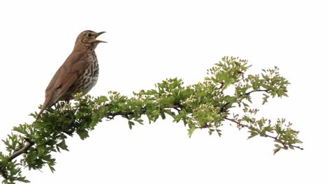 Song-thrush-perched-on-flowering-hawthorn-branch-against-white-background