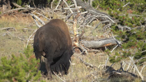 Bull-Bison-Im-Yellowstone-Nationalpark-Wyoming-Usa