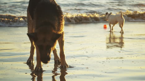 Deutscher-Schäferhund-Und-Kleiner-Rassenhund,-Der-Während-Der-Goldenen-Stunde-Am-Strand-Spielt
