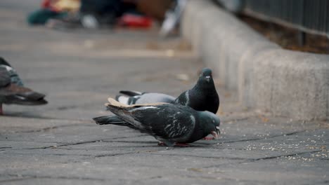 Flock-Of-Domestic-Pigeons-Pecking-Food-On-The-Pavement-Of-Park