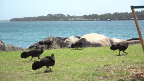 Group-of-wild-turkeys-walking-past-when-one-splits-up-by-the-ocean