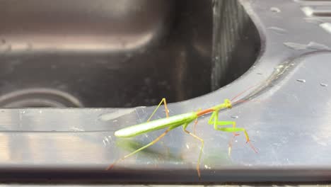 Green-grasshopper-crawling-along-a-chrome-kitchen-sink