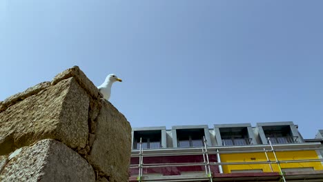 A-seagull-sits-on-a-concrete-wall-along-the-Duero-River-in-Portugal,-Porto,-wide-angle,-down-shot