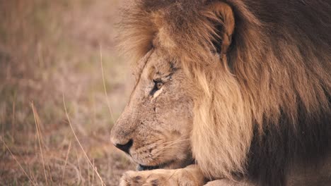 Lion-with-dark-mane-raising-his-head-and-staring-in-distance,-close-up