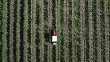 Looking-down-as-a-lone-tractor-passes-between-rows-of-commercial-grapevines,-aerial-god-view