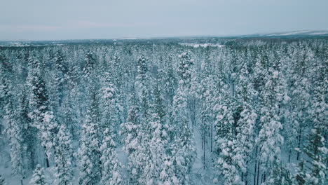 Snow-Blanket-Forest-Woods-Against-Gloomy-Sky-In-Lapland,-Finland