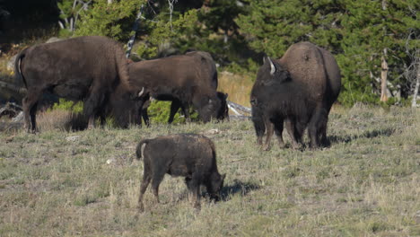 American-Buffalo-aka-Bison-Herd-Grazing-in-Wilderness-of-Yellowstone-National-Park,-Wyoming-USA