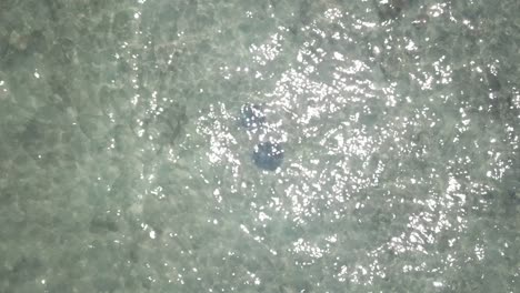 Drone-aerial-showing-two-sting-rays-swimming-together