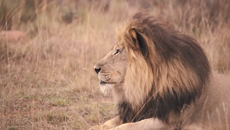 Profil-Eines-Männlichen-Löwen-Mit-Dunkler-Mähne,-Der-Im-Afrikanischen-Savannengras-Liegt