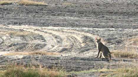Afrikanische-Wildkatze,-Die-Auf-Dem-Boden-Sitzt-Und-Sich-Umschaut-Und-In-Die-Kamera-Schaut