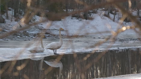 Two-Swans-standing-on-ice-near-cold-winter-river,-handheld-view-from-behind-bushes