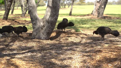 Group-of-wild-turkey-digging-at-ground-in-nature-reserve