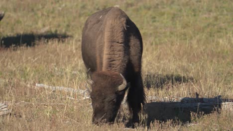 Bull-Bisontes-Pastando-En-Pastos-Del-Parque-Nacional-De-Yellowstone,-EE.UU.