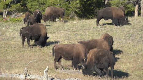 Manada-De-Bisontes-Pastando-En-Los-Pastos-Del-Parque-Nacional-De-Yellowstone,-Wyoming,-EE.UU.