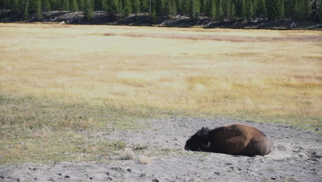 Bisonbulle-Ruht-Im-Dreck,-Nachdem-Er-An-Einem-Sonnigen-Tag-Weiden-Ließ,-Yellowstone-Nationalpark,-Wyoming,-USA
