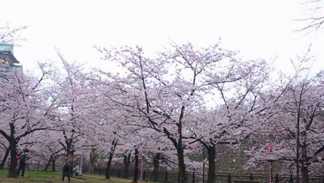 Vista-Panorámica-De-Los-Terrenos-Del-Parque-Debajo-Del-Castillo-De-Osaka-En-Primavera-Con-Sakura-En-Plena-Floración