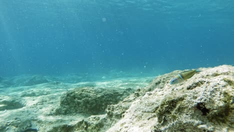 Männliche-Reich-Verzierte-Lippfische-Schwimmen-Auf-Felsigem-Meeresboden-Mit-Sonnenlichtreflexion