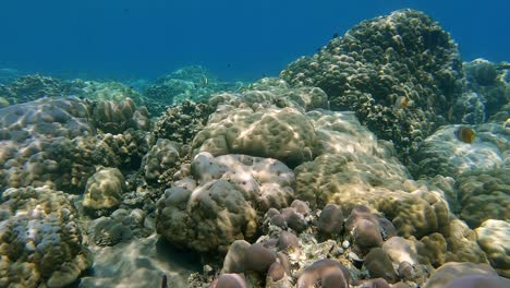 Eine-Entspannende-Korallenriffszene-Mit-Rifffischen,-Die-über-Flachen-Korallen-Schwimmen,-Mit-Licht-Und-Schatten,-Die-Sich-Auf-Der-Koralle-Spiegeln