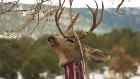 Toter-Bockkopf,-Der-Am-Baum-Hängt,-Um-Hirschfleisch-Zu-Extrahieren